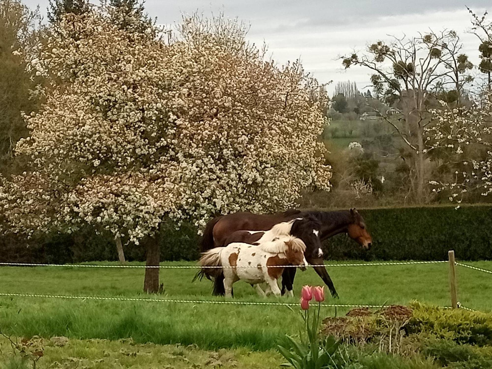 Relais Equestre Du Miloir - Chambres D'Hotes Saint-Desir Экстерьер фото